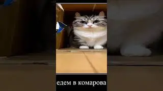 КОМАРУ едет в Комарово 