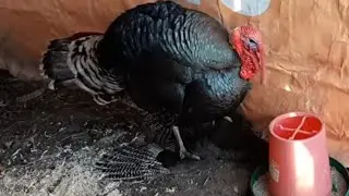 Моя самая любимая птица! Жестокая свадьба😳