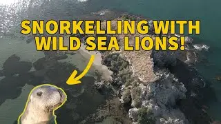 Paddleboarding & snorkelling with wild sea lions (shoalwater islands marine park seal island)