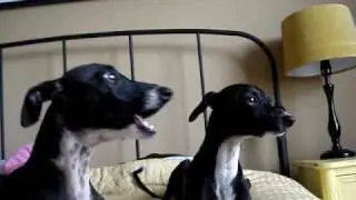 Italian Greyhounds Howling!