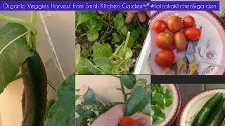 Organic Veggies Harvest from Small Kitchen Garden🌱 #Faizakakitchen&garden