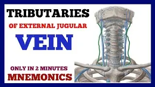 External Jugular Vein Tributaries | Mnemonics