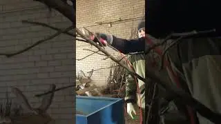 Обрезка электрическим секатором – мастеркласс.