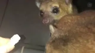 Hormonally Aggressive Kinkajou: 6 Months Post Neuter, 2 Months on CBD
