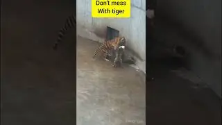 don't mess with 🐯 
