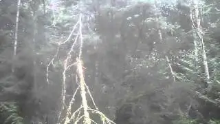 Native Pacific Yew Tree on Salt Spring Island