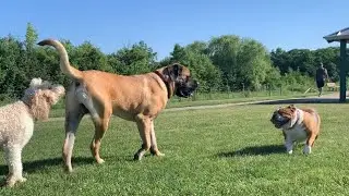 GENTLE GIANT English Mastiff at the Dog Park - 180 Pound English Mastiff