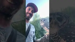 Chacokauz 🦉 wird immer besser ☺️ #kauz #eule #falknerei