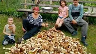 Pravé hřiby a křemenáče rostou v našich lesích. Prázdninové houbaření konečně začíná. Hřiby v lese.