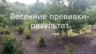 весенние прививки результат