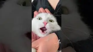 котики в тик ток