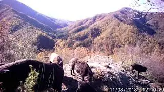 Gruppo di cinghiali presso Parco Nazionale Foreste Casentinesi 