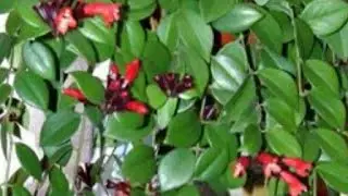 ЭСХИНАНТУС. Посадка эсхинантуса. Грунт для эсхинантуса.