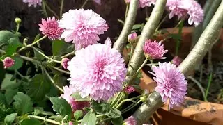 beautiful chandramullicka plant in our roof garden #shorts