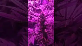 Genetic hunt day 36 gelato#33  cookies and cream cheese , amnesia haze ,zkittles, gorrilla glue ,