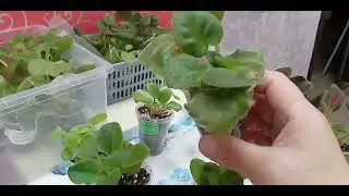 Предлагаю излишки деток сортовых фиалок на 14.06.24 г