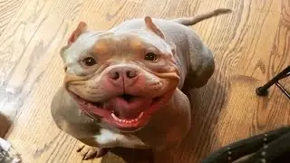 These adorable PITBULLS will make your day! Pitbull Videos Compilation!