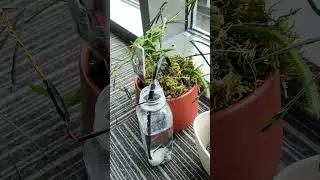Auto Flower Watering Based on Ultra Cheap WeAct STM32G031 Module and Cytron Maker Soil Humidity Sens