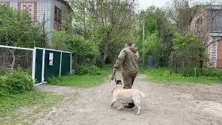 Будни дрессировки! Лабрадор 1,6 года Джина, кот Марсик!
