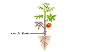 Morphology of a tomato plant 