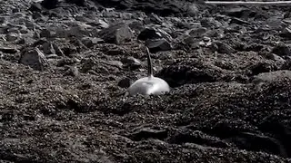 Sea Lion Pup Gets Saved By His Mom | The Dodo