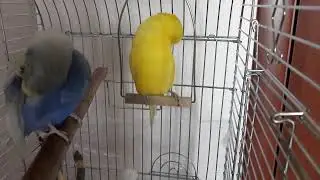 Церемония чистки перьев