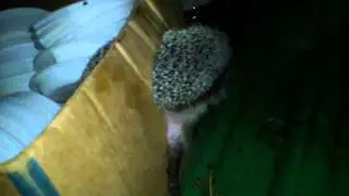 Тупой ёжик)