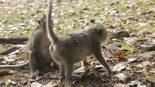 The Life of Monkeys in the Heart of the Forest