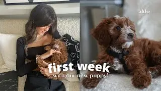 FIRST WEEK WITH OUR NEW CAVAPOO PUPPY! Training and the Reality of Owning a Puppy
