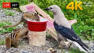 🔴 24/7 LIVE: Cat TV for Cats to Watch 😺 Birds and squirrels frolic in holiday vacation 4K