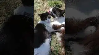 Вот такая любовь... #cat #котик #кот #котики
