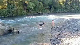 4 DOGS ,2 STAGS .