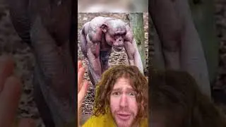 Animali SENZA PELO?! 😳