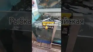 Рыбка из Китая 