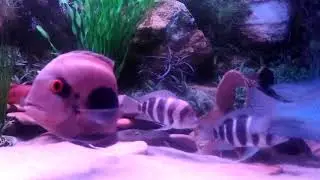 Фронтоза Cyphotilapia frontosa