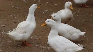 White Ducks Waggling Videos 