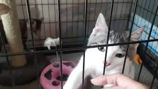 Костик и Кэтрин ищут маму.СПб