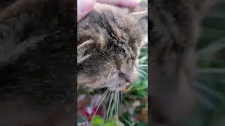 Отличная Ягода для Бодрого Утра!! 