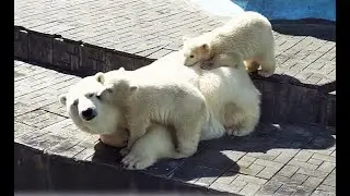 Три любящих сердечка  ❤❤❤