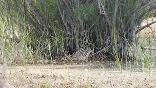 Great Snipe (Skala Kalloni Marsh, Lesvos 1st May 2024)