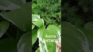 Купить хосту Антиох в Воронеже 