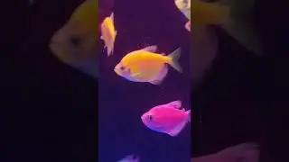 Shrusti Aquarium Boisar | Colour Viro Fish | Good Luck Fish | Good Luck Gold Fish