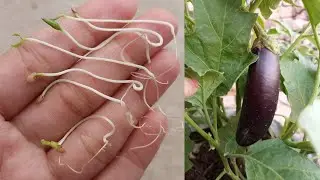 How to grow Eggplant / Brinjal / Bengan / Gardening from seed to fruit