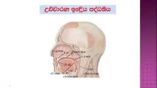 සිංහල අක්ෂර මාලාවේ, උත්පත්ති ස්ථාන අනුව අක්ෂර වර්ගීකරණය 2019-08-09