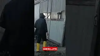 peternakan sapi di jepang