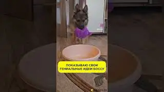 А босс то оценит? #работа #идеи #босс