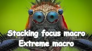 Focus stacking macro - Extreme macro.