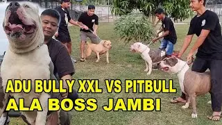 Pitbull VS Bully XXL Ala Boss Jambi