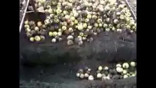 Planting strawberries. Preparing the garden bed. Fallen apples. Advice for gardeners.