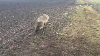 Timber wolf (released from trap)